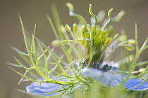 Love-in-a-mist / Devil-in-the-bush / Jack-in-the-green (Nigella damascena) close-up of flower, San Marino, May 2009