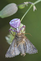 Female Pink crab spider (Thomisus onustus) with moth prey, San Marino, May 2009. Wild Wonders kids book.