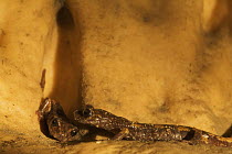 Two Apennines / Italian cave salamanders (Speleomantes italicus) on rock face, San Marino, May 2009