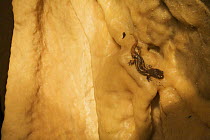 Apennines / Italian cave salamander (Speleomantes italicus) on cave wall, San Marino, May 2009