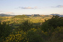 Typical vegetation on the flanks of Monte Cerreto, San Marino, May 2009