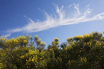 Clouds over Spanish broom (Spartium junceum) in flower, San Marino, May 2009