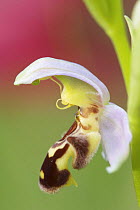 Close-up of Bee orchid (Ophrys apifera) flower, San Marino, May 2009
