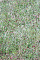 Meadow with flowering French honeysuckle (Hedysarum coronarium) San Marino, May 2009