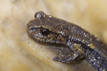 Apennines / Italian cave salamander (Speleomantes italicus) portrait, San Marino, May 2009