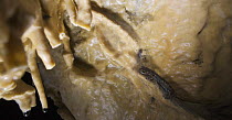 Apennines / Italian cave salamander (Speleomantes italicus) on cave wall, San Marino, May 2009