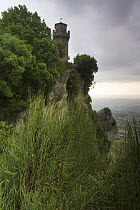Ephedra (Ephedra major) on the cliff's edge of Monte Titano with the Third Tower (Montale) San Marino, May 2009