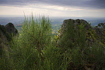 Ephedra (Ephedra major) growing on cliff's edge of Monte Titano, San Marino, May 2009