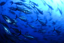 Atlantic bluefin tuna (Thunnus thynnus) shoal, captive, Malta, Mediteranean, May 2009. WWE INDOOR EXHIBITION