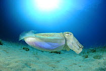 Common cuttlefish (Sepia officinalis) profile, Malta, Mediteranean, May 2009