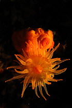 Star coral (Astroides calycularis) Malta, Mediteranean, May 2009