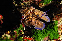 European paddle nosed / Spanish lobster (Scyllarides latus) Malta, Mediteranean, May 2009