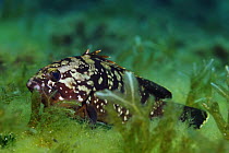 Dusky grouper (Epinephelus marginatus) on sea bed, Malta, Mediteranean, May 2009, Endangered species