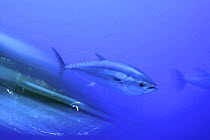 Abstract Atlantic bluefin tuna (Thunnus thynnus) captive, Malta, Mediteranean, May 2009