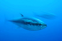 Atlantic bluefin tuna (Thunnus thynnus) captive, Malta, Mediteranean, May 2009
