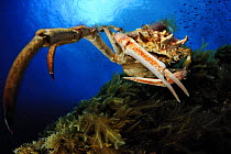 Spiny spider crab (Maja squinado) Malta, Mediteranean, May 2009