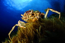 Spiny spider crab (Maja squinado) on seaweed, Malta, Mediteranean, May 2009