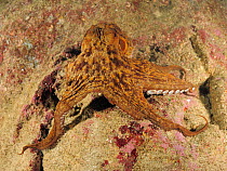 Common octopus (Octopus vulgaris) on rock, Malta, Mediteranean, May 2009