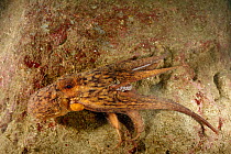 Common octopus (Octopus vulgaris) swimming past rock, Malta, Mediteranean, May 2009