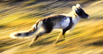 Arctic fox (Vulpes / Alopex lagopus) running, Spitsbergen, Svalbard, Norway, June 2009