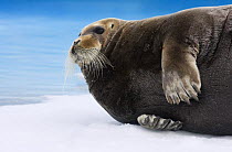 Bearded seal (Erignathus barbatus) lying on ice, Raudfjorden, Spitsbergen, Svalbard, Norway, June 2009