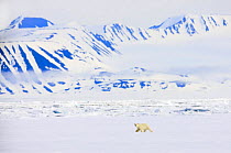 Polar bear (Ursus maritimus) Spitsbergen, Svalbard, Norway, June 2009. WWE INDOOR EXHIBITION