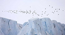 Brunnich's guillemot (Uria lomvia) flock flying over a glacier, Spitsbergen, Svalbard, Norway, June 2009