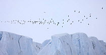 Brunnich's guillemot (Uria lomvia) flock flying over a glacier, Spitsbergen, Svalbard, Norway, June 2009