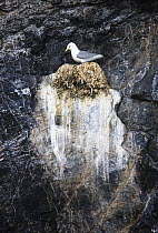 Kittiwake (Rissa tridactyla) on nest on cliff, Kongsfjorden, Spitsbergen, Svalbard, Norway, June 2009