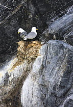 Kittiwake (Rissa tridactyla) pair at nest on cliff, Kongsfjorden, Spitsbergen, Svalbard, Norway, June 2009