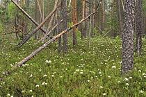 Fallen trees and flowering Marsh Labrador tea (Rhododendron tomentosum) in bog, Latvia, June 2009