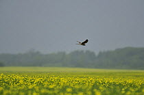 Montagu's harrier (Circus pygargus) in flight over mustard crop, Latvia, June 2009
