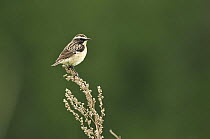 Whinchat {Saxicola rubetra} male, perched, Latvia, June 2009