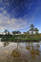 Hydrogen sulphude (H2S) pond with trees reflected in water, Bog forest, Kemeri National Park, Latvia, June 2009