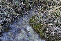 Hydrogen sulphide bog, plants killed by the gas, Bog forest, Kemeri National Park, Latvia, June 2009
