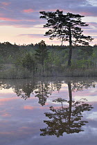 Hydrogen sulphide (H2S) pond with trees reflected in water at dusk, Bog forest, Kemeri National Park, Latvia, June 2009