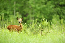 Roe deer {Capreolus capreolus} amongst young coniferous trees, Kemeri National Park, Latvia, June 2009