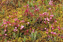 Flowers growing in a bog, Kemeri National Park, Latvia, June 2009