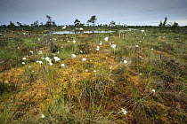 Cotton grass (Eriophorum sp) growing in a bog, Kemeri National Park, Latvia, June 2009