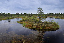 Pool of water in a bog, Kemeri National Park, Latvia, June 2009