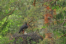 Black stork (Ciconia nigra) on nest with chick, Latvia, June 2009 WWE OUTDOOR EXHIBITION