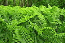 Ferns, Moricsala Strict Nature Reserve, Moricsala Island, Lake Usma, Latvia, June 2009