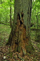 Decaying tree trunk, Moricsala Strict Nature Reserve, Moricsala Island, Lake Usma, Latvia, June 2009