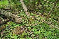 Trees felled by Eurasian beavers (Castor fiber) Moricsala Strict Nature Reserve, Moricsala Island, Lake Usma, Latvia, June 2009