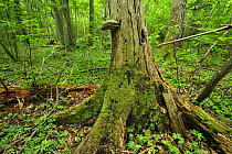 Decaying tree trunk with bracket fungi growing on it, Moricsala Strict Nature Reserve, Moricsala Island, Lake Usma, Latvia, June 2009