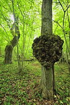 Growth on a tree trunk, Moricsala Strict Nature Reserve, Moricsala Island, Lake Usma, Latvia, June 2009