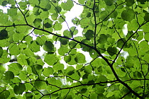 View of underside of Lime (Tilia sp) leaves on a branch, Moricsala Strict Nature Reserve, Moricsala Island, Lake Usma, Latvia, June 2009