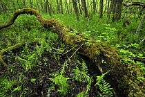 Fallen tree surrounded by ferns, Moricsala Strict Nature Reserve, Moricsala Island, Lake Usma, Latvia, June 2009