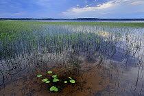 Lake Usma viewed from Moricsala Island, Moricsala Strict Nature Reserve, Latvia, June 2009
