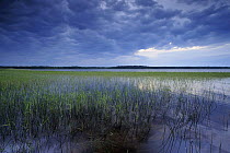 Dark cloudy sky over Lake Usma viewed from Moricsala Island, Moricsala Strict Nature Reserve, Latvia, June 2009